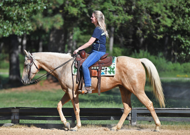 007-Hickory-AQHA-Golden-Palomino-Gelding-For-Sale-Kids-Beginner-Family-ranch-hollywood-dun-it