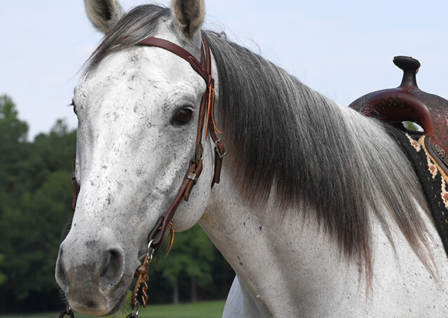 007-Perry-Gray-AQHA-Gelding-For-Sale-English-Western-Dressage-hunter-trails-beginner-california-colorado