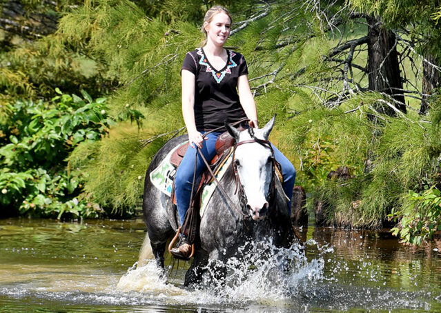 008-Dakota-AQHA-Dapple-Gray-Grey-Quarter-Quarter-Horse-Gelding-Family-english-western-for-sale