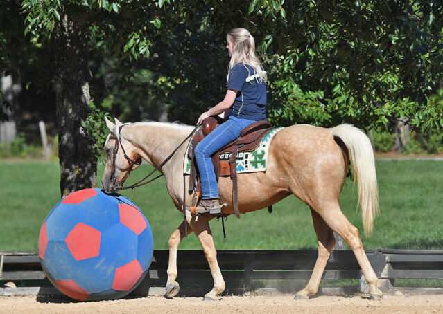 008-Hickory-AQHA-Golden-Palomino-Gelding-For-Sale-Kids-Beginner-Family-ranch-hollywood-dun-it