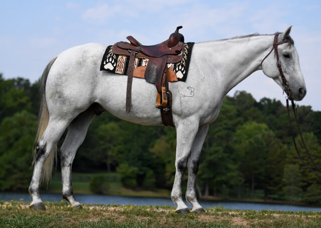 008-Perry-Gray-AQHA-Gelding-For-Sale-English-Western-Dressage-hunter-trails-beginner-california-colorado