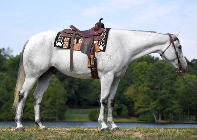 009-Perry-Gray-AQHA-Gelding-For-Sale-English-Western-Dressage-hunter-trails-beginner-california-colorado