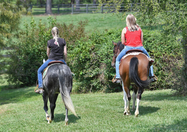 010-Dakota-AQHA-Dapple-Gray-Grey-Quarter-Quarter-Horse-Gelding-Family-english-western-for-sale