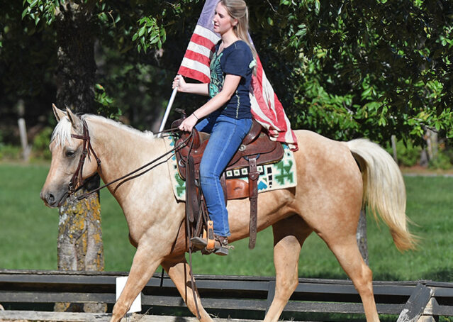 010-Hickory-AQHA-Golden-Palomino-Gelding-For-Sale-Kids-Beginner-Family-ranch-hollywood-dun-it