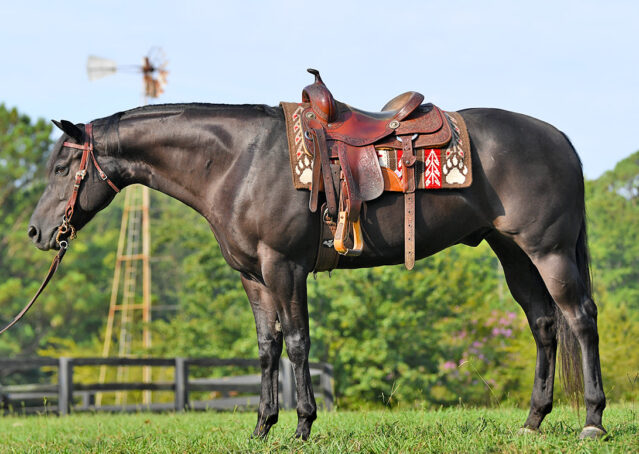 011-Voodoo-black-quarter-horse-appaloosa-gelding-for-sale-movie-horse-bombproof-family-husband-kids-beginner