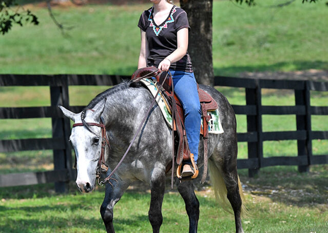 012-Dakota-AQHA-Dapple-Gray-Grey-Quarter-Quarter-Horse-Gelding-Family-english-western-for-sale