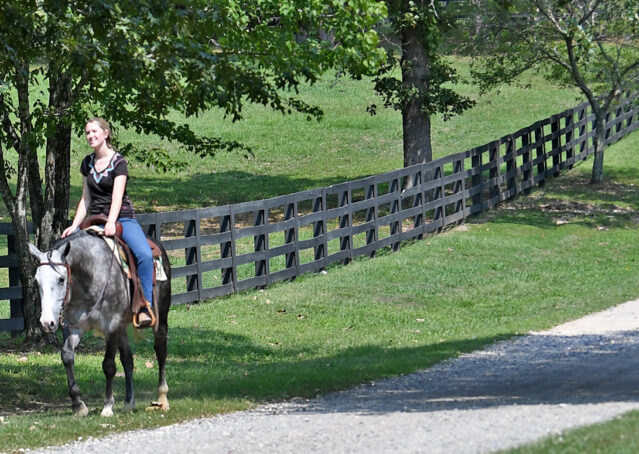 013-Dakota-AQHA-Dapple-Gray-Grey-Quarter-Quarter-Horse-Gelding-Family-english-western-for-sale
