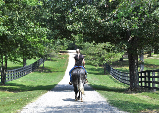 014-Dakota-AQHA-Dapple-Gray-Grey-Quarter-Quarter-Horse-Gelding-Family-english-western-for-sale