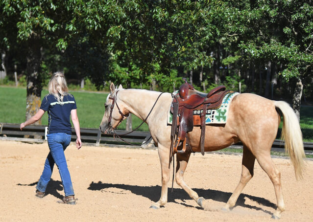 014-Hickory-AQHA-Golden-Palomino-Gelding-For-Sale-Kids-Beginner-Family-ranch-hollywood-dun-it