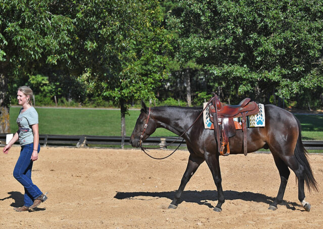 015-Commander-AQHA-Bay-Gelding-Hollywood-Dun-It-special-ranch-colonel-freckles-for-sale