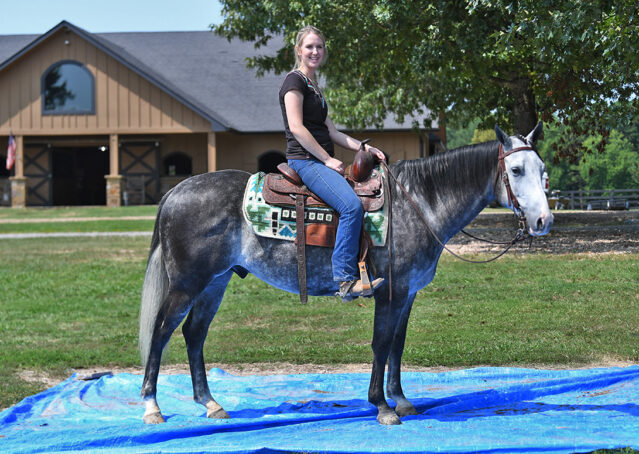 015-Dakota-AQHA-Dapple-Gray-Grey-Quarter-Quarter-Horse-Gelding-Family-english-western-for-sale