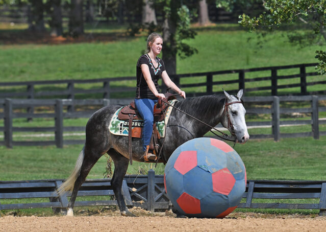 016-Dakota-AQHA-Dapple-Gray-Grey-Quarter-Quarter-Horse-Gelding-Family-english-western-for-sale