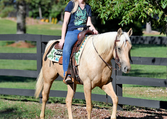 020-Hickory-AQHA-Golden-Palomino-Gelding-For-Sale-Kids-Beginner-Family-ranch-hollywood-dun-it