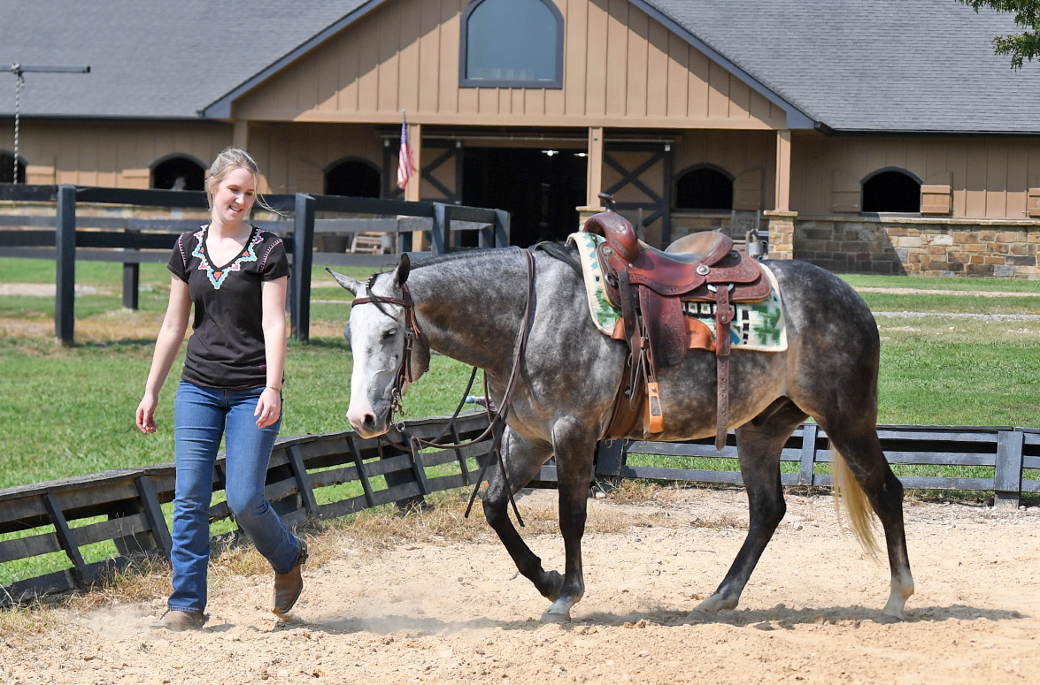 021DakotaAQHADappleGrayGreyQuarterQuarterHorseGeldingFamily