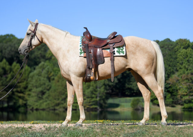 023-Hickory-AQHA-Golden-Palomino-Gelding-For-Sale-Kids-Beginner-Family-ranch-hollywood-dun-it