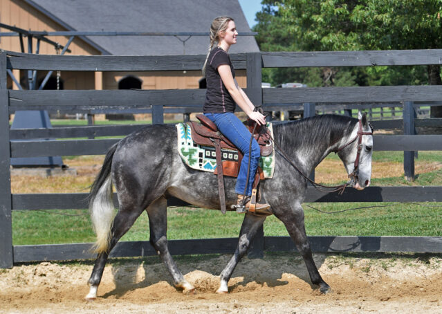 024-Dakota-AQHA-Dapple-Gray-Grey-Quarter-Quarter-Horse-Gelding-Family-english-western-for-sale