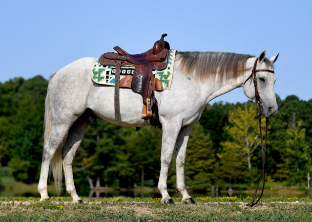 024-Leo-Gray-AQHA-Gelding-Ranch-quarter-horse