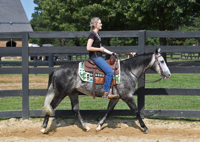 025-Dakota-AQHA-Dapple-Gray-Grey-Quarter-Quarter-Horse-Gelding-Family-english-western-for-sale
