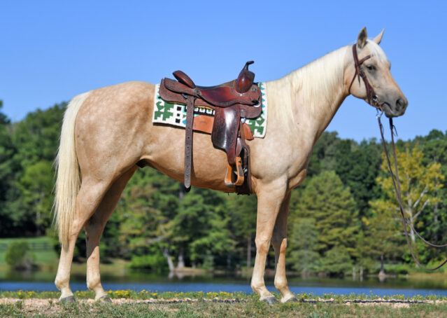 025-Hickory-AQHA-Golden-Palomino-Gelding-For-Sale-Kids-Beginner-Family-ranch-hollywood-dun-it