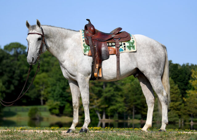 025-Leo-Gray-AQHA-Gelding-Ranch-quarter-horse