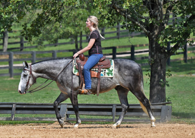 028-Dakota-AQHA-Dapple-Gray-Grey-Quarter-Quarter-Horse-Gelding-Family-english-western-for-sale