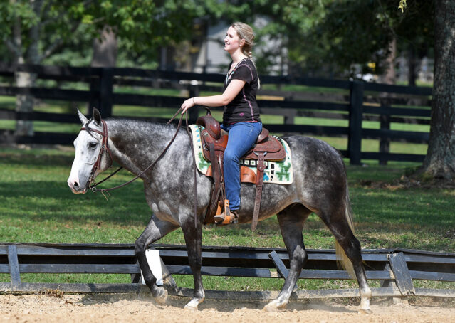 029-Dakota-AQHA-Dapple-Gray-Grey-Quarter-Quarter-Horse-Gelding-Family-english-western-for-sale