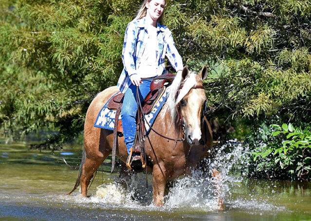 029-Rex-AQHA-Palomino-Gelding-Quarter-Horse-Golden-trails-trail-family-gentle-kids-beginner-friendly-neck-reins