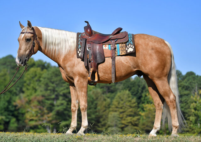 001-Carmelo-Quarter-Horse-Gelding-Golden-Palomino-Blonde-Flaxen-Mane-Tail-Rope-Heeling-Heel-ranch-kids-gentle-family-trails-trail-premier-california