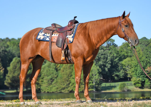 001-Chex-Chestnut-AQHA-Reiner-Nu-Checks-To-Cash-Wimpys-Little-Step-Family-Ranch-Trails-Kids-Beginner-Husband-Horse-For-Sale