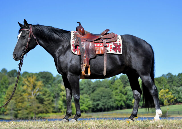 001-Kohl-Black-AQHA-Gelding-Family-Ranch-Trails-For-Sale