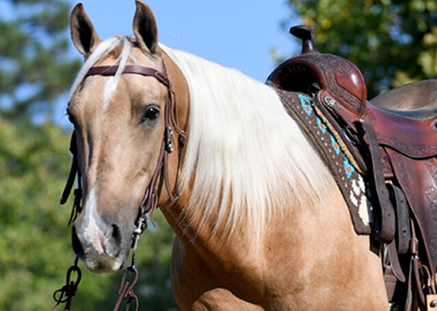 002-Carmelo-Quarter-Horse-Gelding-Golden-Palomino-Blonde-Flaxen-Mane-Tail-Rope-Heeling-Heel-ranch-kids-gentle-family-trails-trail-premier-california