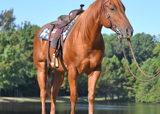 002-Chex-Chestnut-AQHA-Reiner-Nu-Checks-To-Cash-Wimpys-Little-Step-Family-Ranch-Trails-Kids-Beginner-Husband-Horse-For-Sale