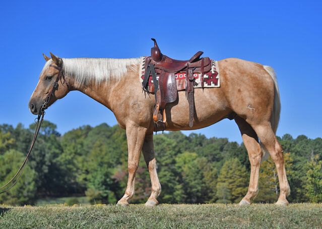 002-Colt-AQHA-Golden-Palomino-Gelding-Trails-Roping-Rope-Head-Heading-Heeling-horse-for-sale