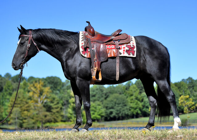 002-Kohl-Black-AQHA-Gelding-Family-Ranch-Trails-For-Sale