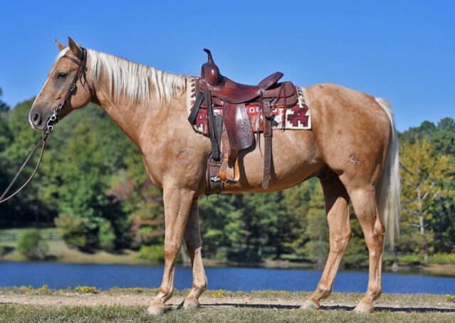 003-Colt-AQHA-Golden-Palomino-Gelding-Trails-Roping-Rope-Head-Heading-Heeling-horse-for-sale