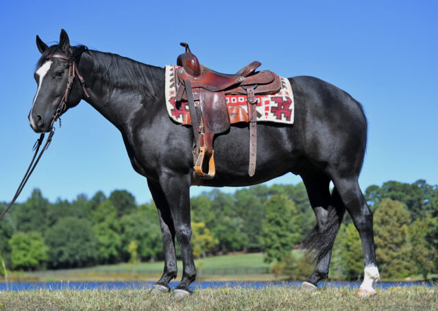 003-Kohl-Black-AQHA-Gelding-Family-Ranch-Trails-For-Sale