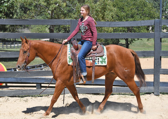 004-Chex-Chestnut-AQHA-Reiner-Nu-Checks-To-Cash-Wimpys-Little-Step-Family-Ranch-Trails-Kids-Beginner-Husband-Horse-For-Sale