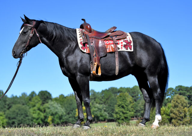 004-Kohl-Black-AQHA-Gelding-Family-Ranch-Trails-For-Sale