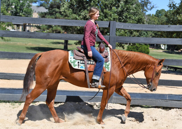 005-Chex-Chestnut-AQHA-Reiner-Nu-Checks-To-Cash-Wimpys-Little-Step-Family-Ranch-Trails-Kids-Beginner-Husband-Horse-For-Sale