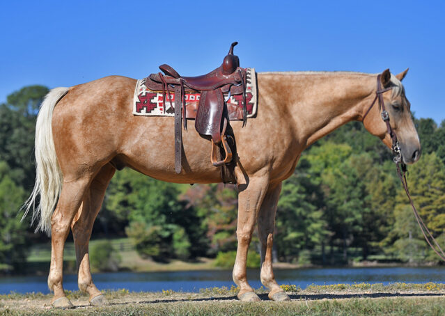 005-Colt-AQHA-Golden-Palomino-Gelding-Trails-Roping-Rope-Head-Heading-Heeling-horse-for-sale