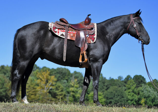 005-Kohl-Black-AQHA-Gelding-Family-Ranch-Trails-For-Sale
