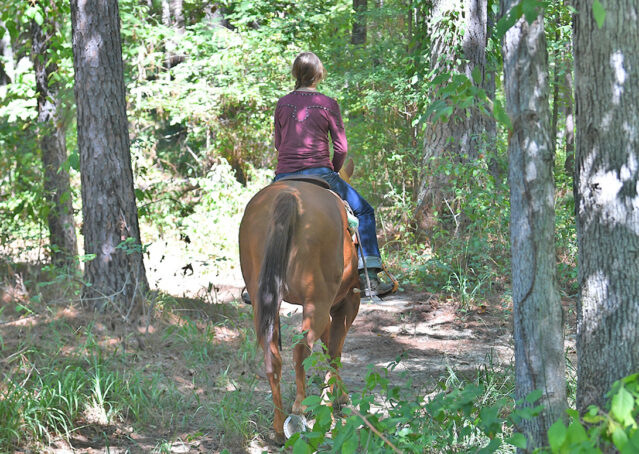 006-Chex-Chestnut-AQHA-Reiner-Nu-Checks-To-Cash-Wimpys-Little-Step-Family-Ranch-Trails-Kids-Beginner-Husband-Horse-For-Sale