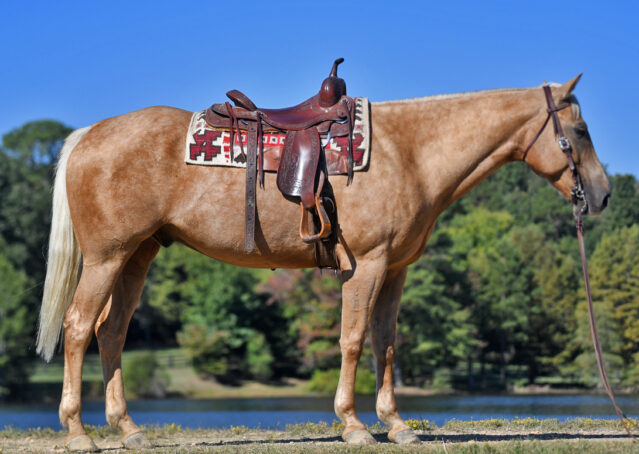 006-Colt-AQHA-Golden-Palomino-Gelding-Trails-Roping-Rope-Head-Heading-Heeling-horse-for-sale