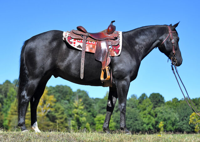 006-Kohl-Black-AQHA-Gelding-Family-Ranch-Trails-For-Sale