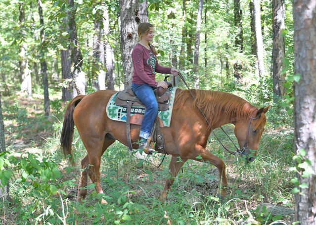 007-Chex-Chestnut-AQHA-Reiner-Nu-Checks-To-Cash-Wimpys-Little-Step-Family-Ranch-Trails-Kids-Beginner-Husband-Horse-For-Sale