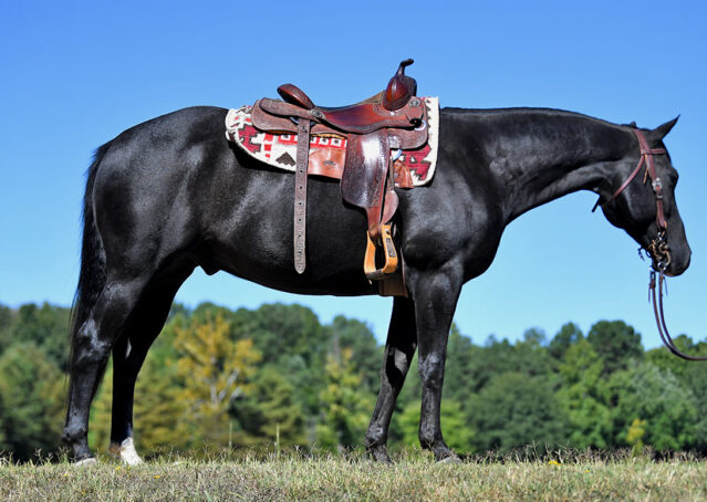 007-Kohl-Black-AQHA-Gelding-Family-Ranch-Trails-For-Sale