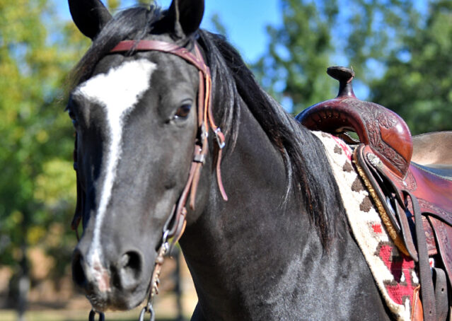 008-Kohl-Black-AQHA-Gelding-Family-Ranch-Trails-For-Sale