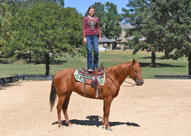 009-Chex-Chestnut-AQHA-Reiner-Nu-Checks-To-Cash-Wimpys-Little-Step-Family-Ranch-Trails-Kids-Beginner-Husband-Horse-For-Sale