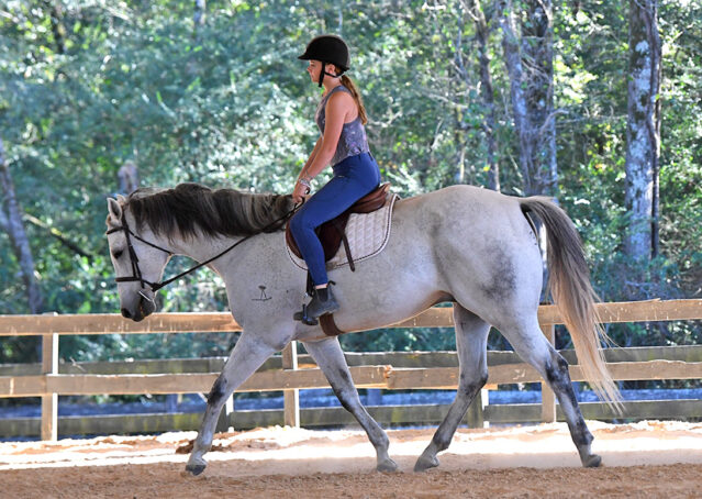 010-Perry-Gray-AQHA-Gelding-For-Sale-English-Western-Dressage-hunter-trails-beginner-california-colorado