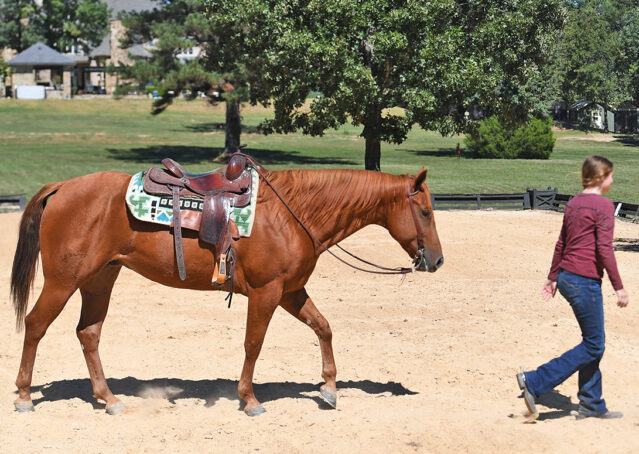 011-Chex-Chestnut-AQHA-Reiner-Nu-Checks-To-Cash-Wimpys-Little-Step-Family-Ranch-Trails-Kids-Beginner-Husband-Horse-For-Sale